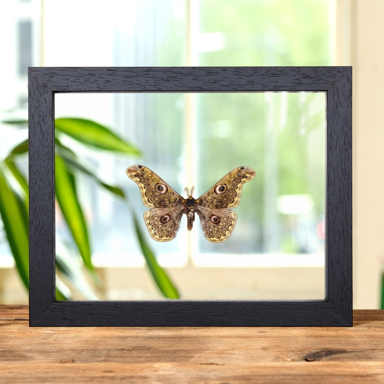 Caligula anna In Clear Glass Frame From Southeast Asia