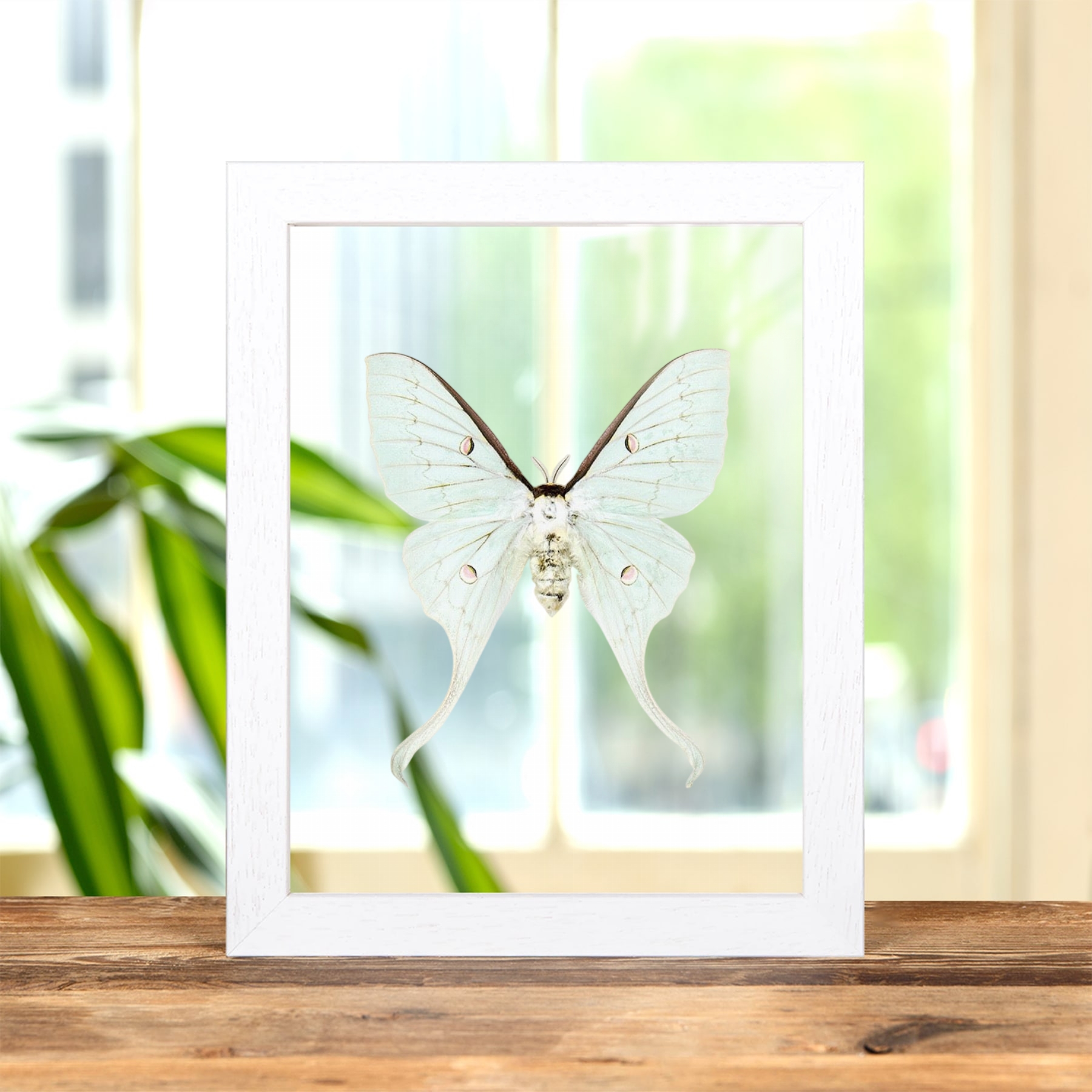 Minibeast Female Golden Moon Moth In Clear Glass Frame (Actias sinensis)