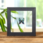 Minibeast Aulestes Doctor Butterfly In Clear Glass Frame (Ancyluris aulestes)