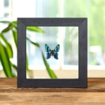Minibeast Metalmark Butterfly In Clear Glass Frame (Ancyluris etias)