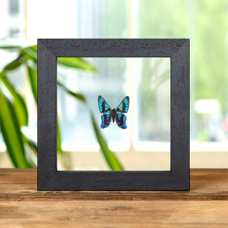 Metalmark Butterfly In Clear Glass Frame (Ancyluris etias) Metalmark Butterfly In Clear Glass Frame (Ancyluris etias)