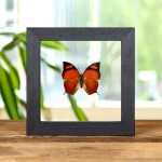 Minibeast Pointed Leafwing Butterfly In Clear Glass Frame (Fountainea eurypyle)