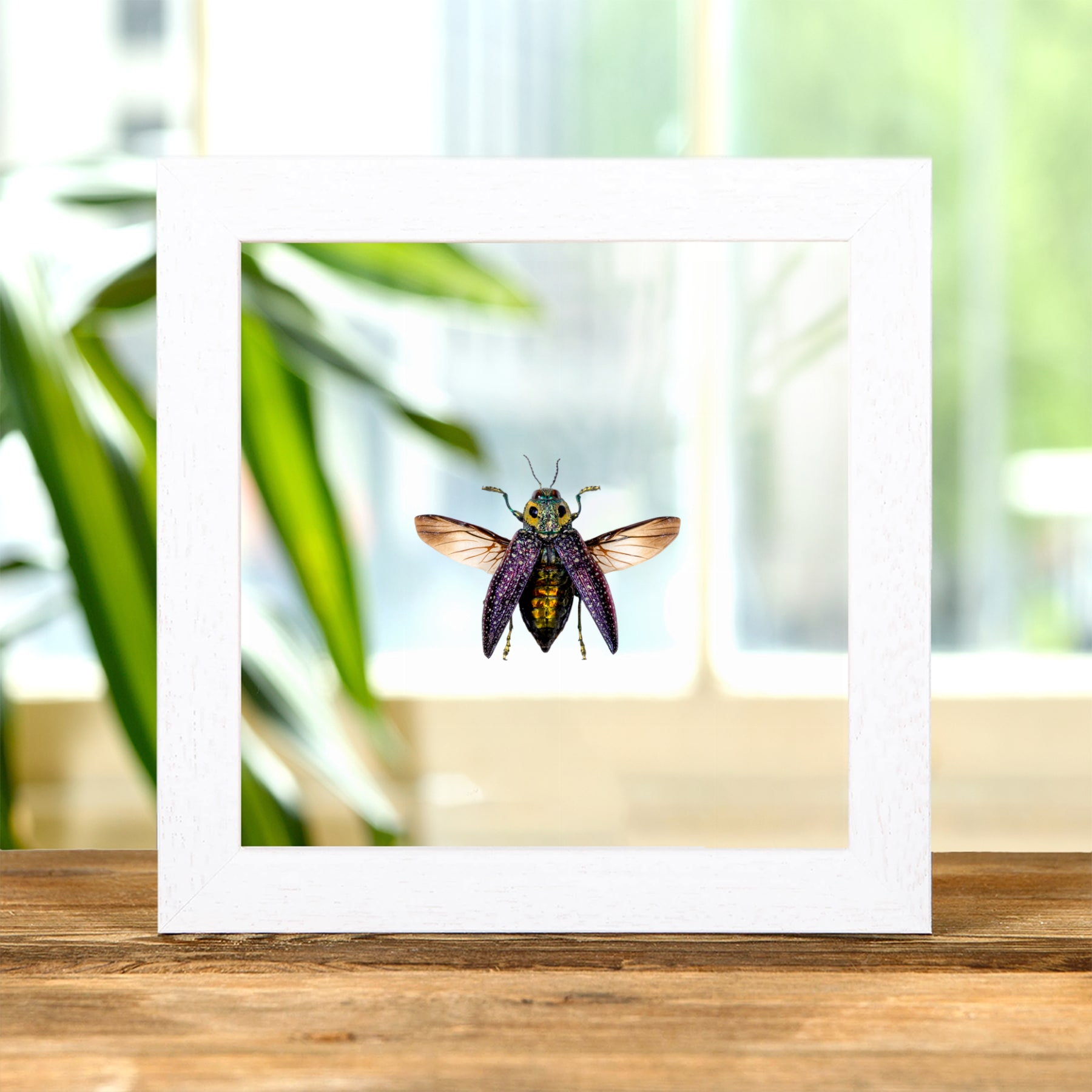 False-Eyes Jewel Beetle In Clear Glass Frame (Lampropepla rothschildi)