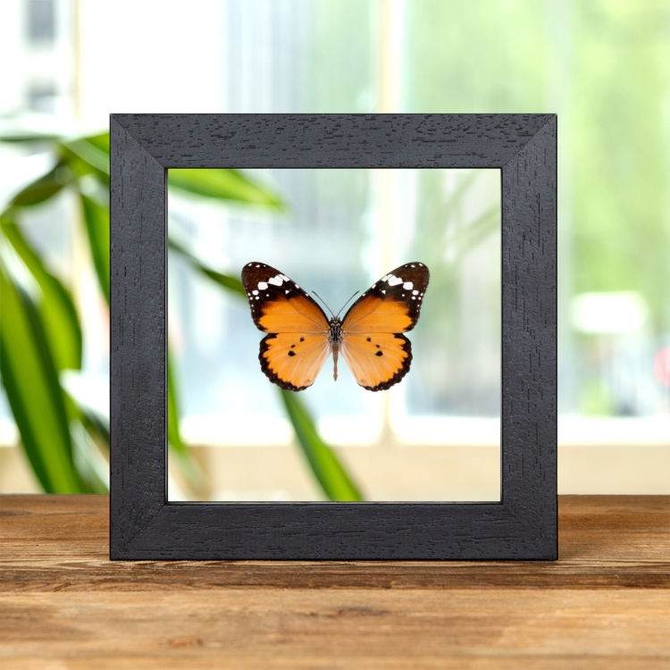 African Queen Butterfly In Clear Glass Frame (Danaus chrysippus)