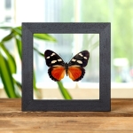 Minibeast Equatorial Mimic Forester Butterfly In Clear Glass Frame (Euphaedra imitans)
