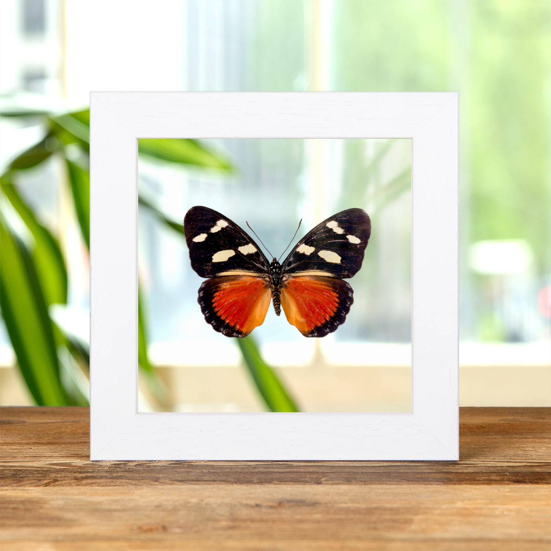 Equatorial Mimic Forester Butterfly In Clear Glass Frame (Euphaedra imitans)
