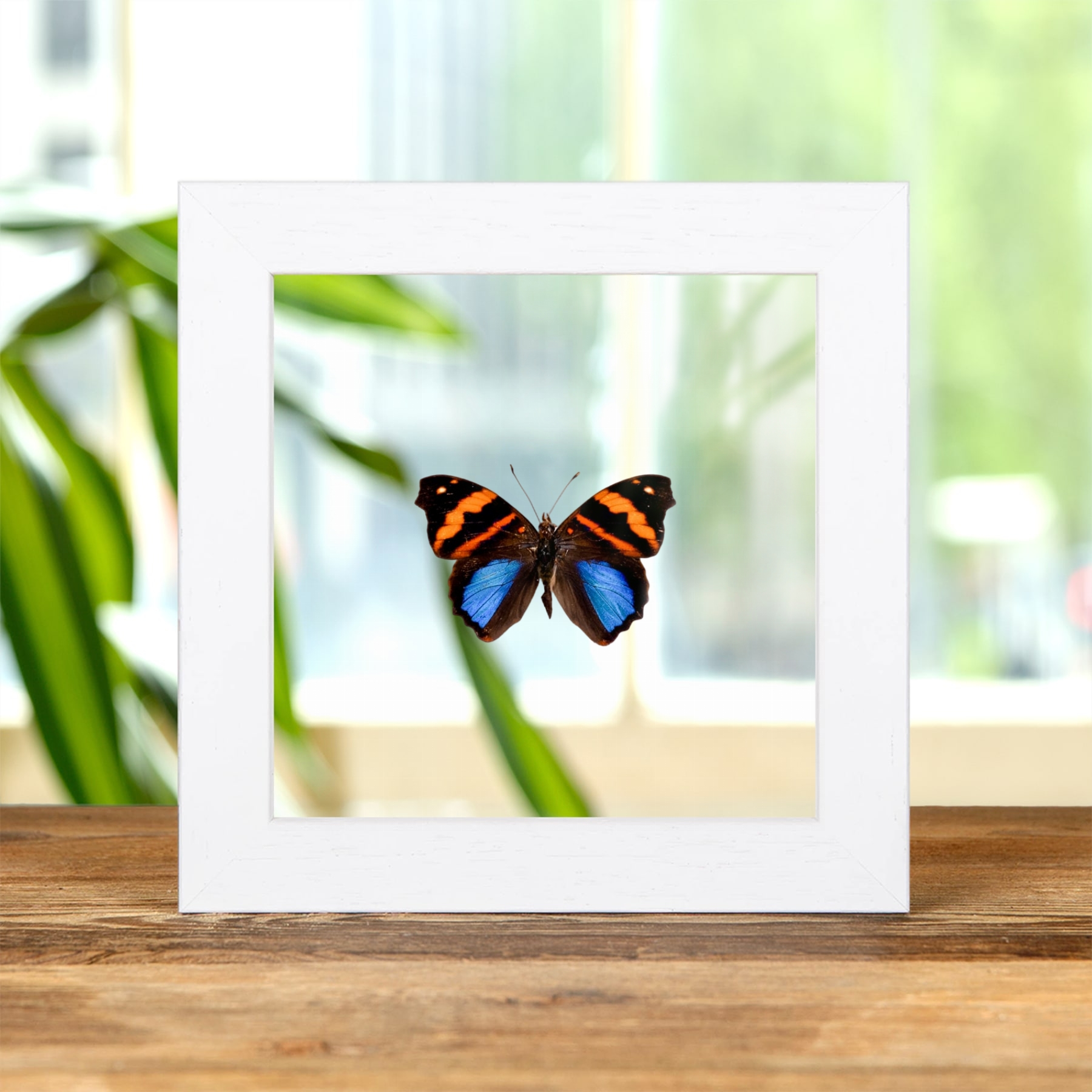 Orea Banner Butterfly In Clear Glass Frame (Epiphile orea)