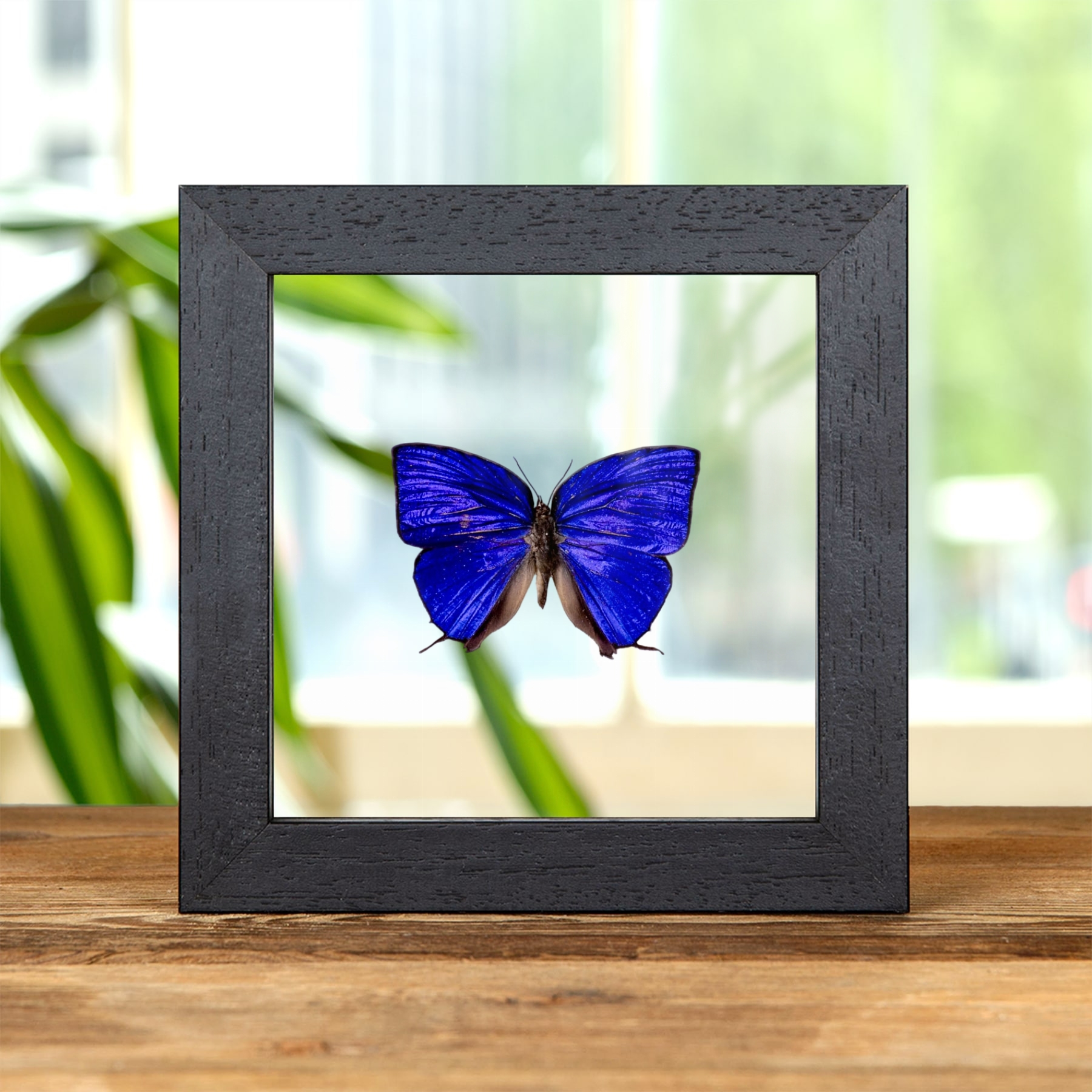 Minibeast Blue Hairstreak Butterfly In Clear Glass Frame (Arhopala hercules)