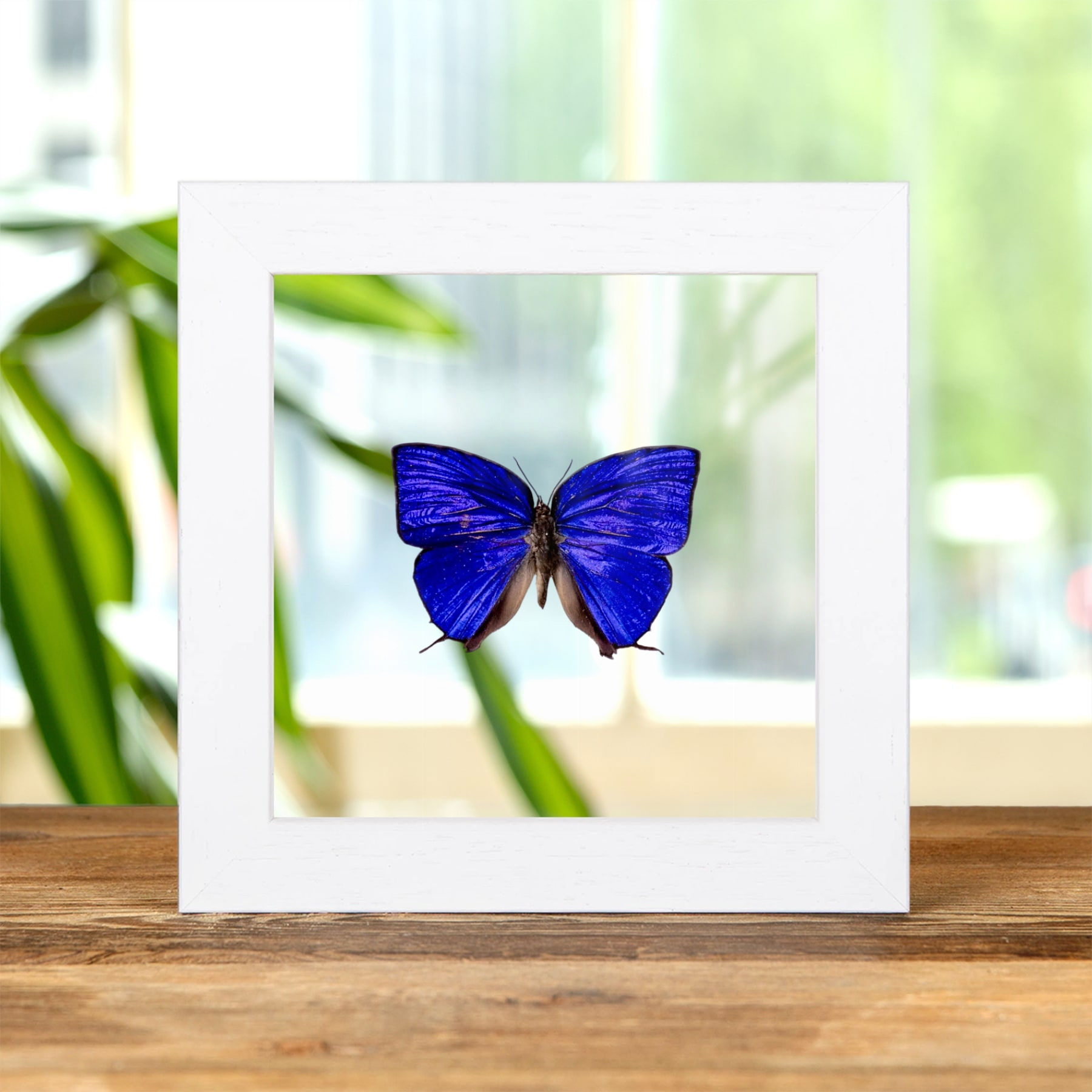 Minibeast Blue Hairstreak Butterfly In Clear Glass Frame (Arhopala hercules)