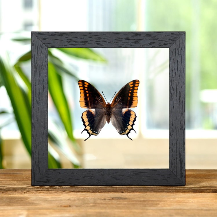 Two-tailed Pasha Butterfly In Clear Glass Frame (Charaxes jasius)
