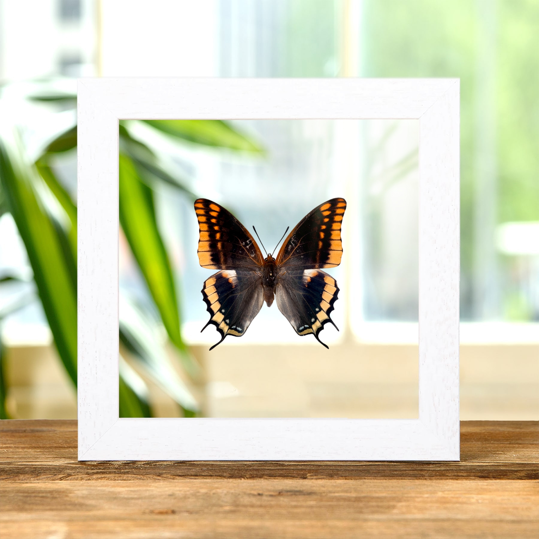 Minibeast Two-tailed Pasha Butterfly In Clear Glass Frame (Charaxes jasius)