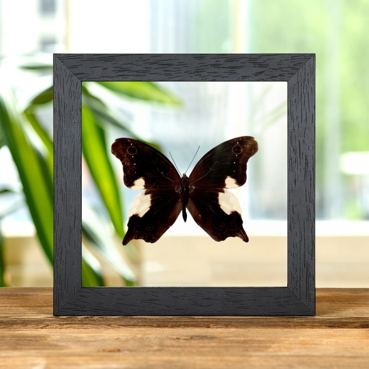 Malayan Owl Butterfly In Clear Glass Frame (Neorina lowii)