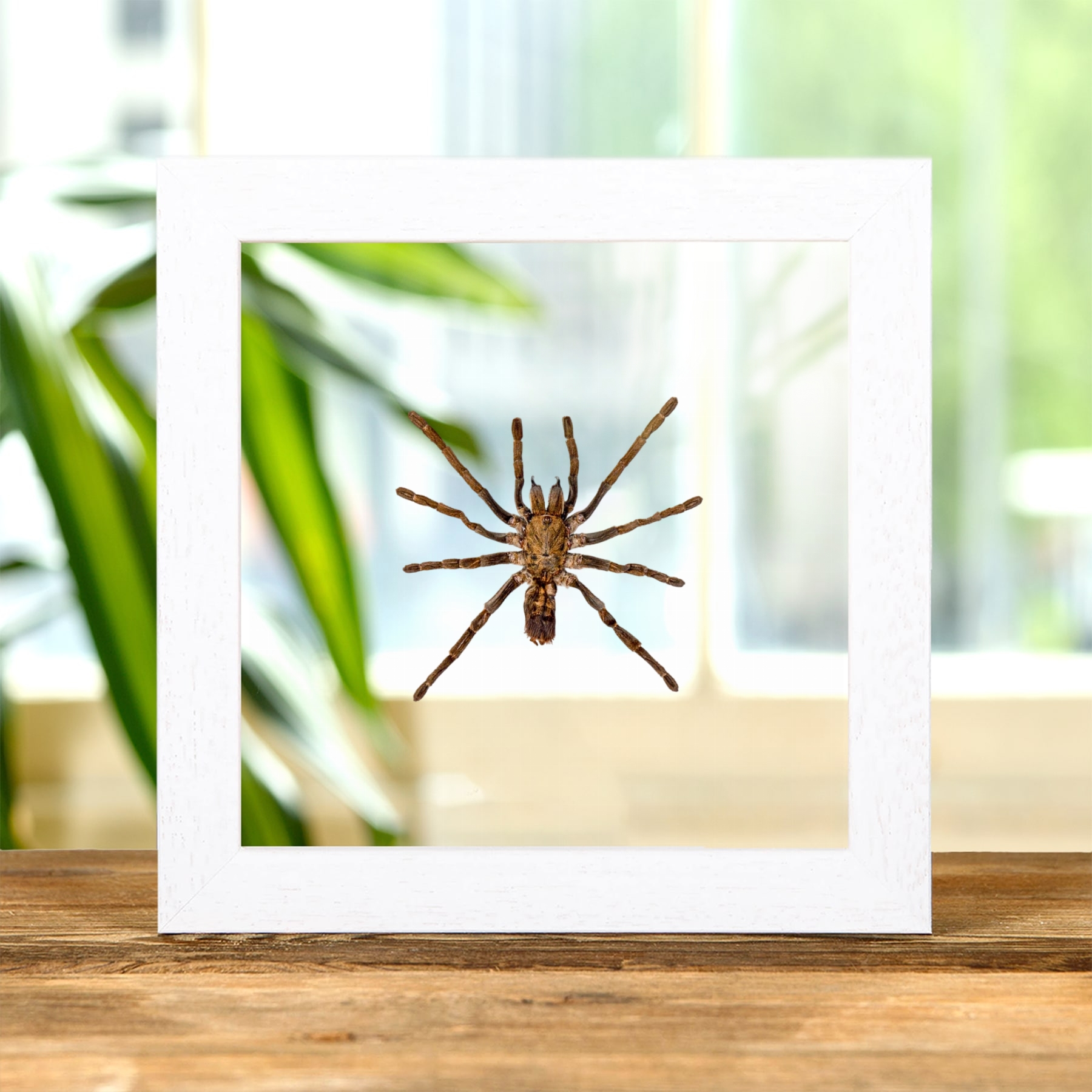 Minibeast Tarantula In Clear Glass Frame (Ornithoctoninae sp)