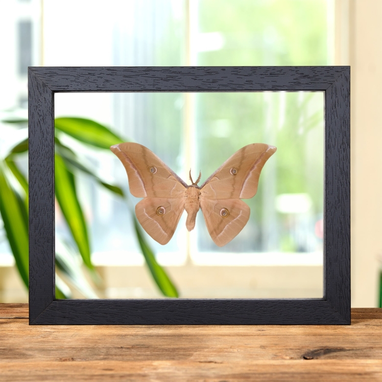 Chinese Tussar Moth In Clear Glass Frame (Antheraea pernyi)