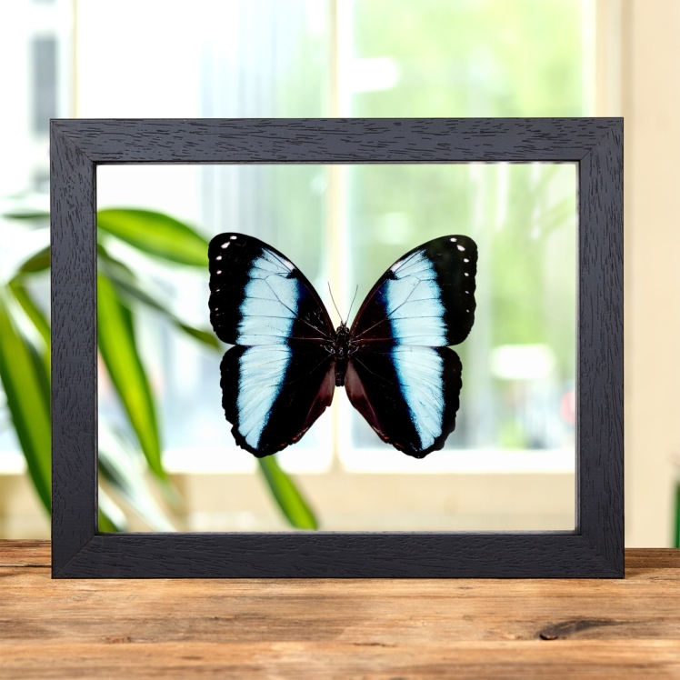 Achilles Morpho In Clear Glass Frame (Morpho achilles)