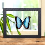 Minibeast Morpho helenor guanacastensis In Clear Glass Frame From Costa Rica