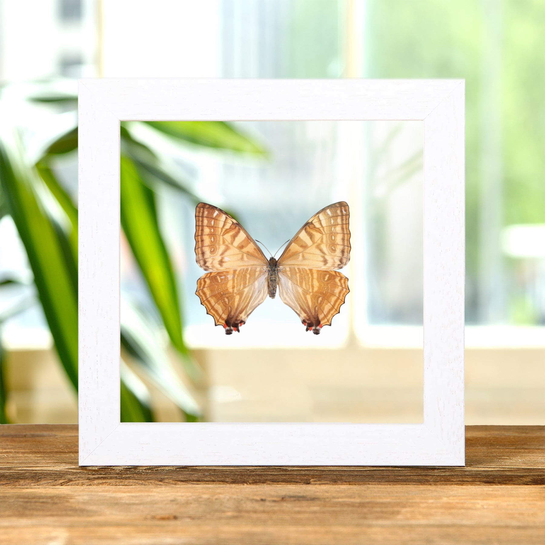 Female Sulkowsky's Morpho Yellow Form Butterfly In Clear Glass Frame (Morpho sulkowskyi)