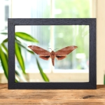 Minibeast Scarce Velvet Hawkmoth In Clear Glass Frame (Clanis titan)
