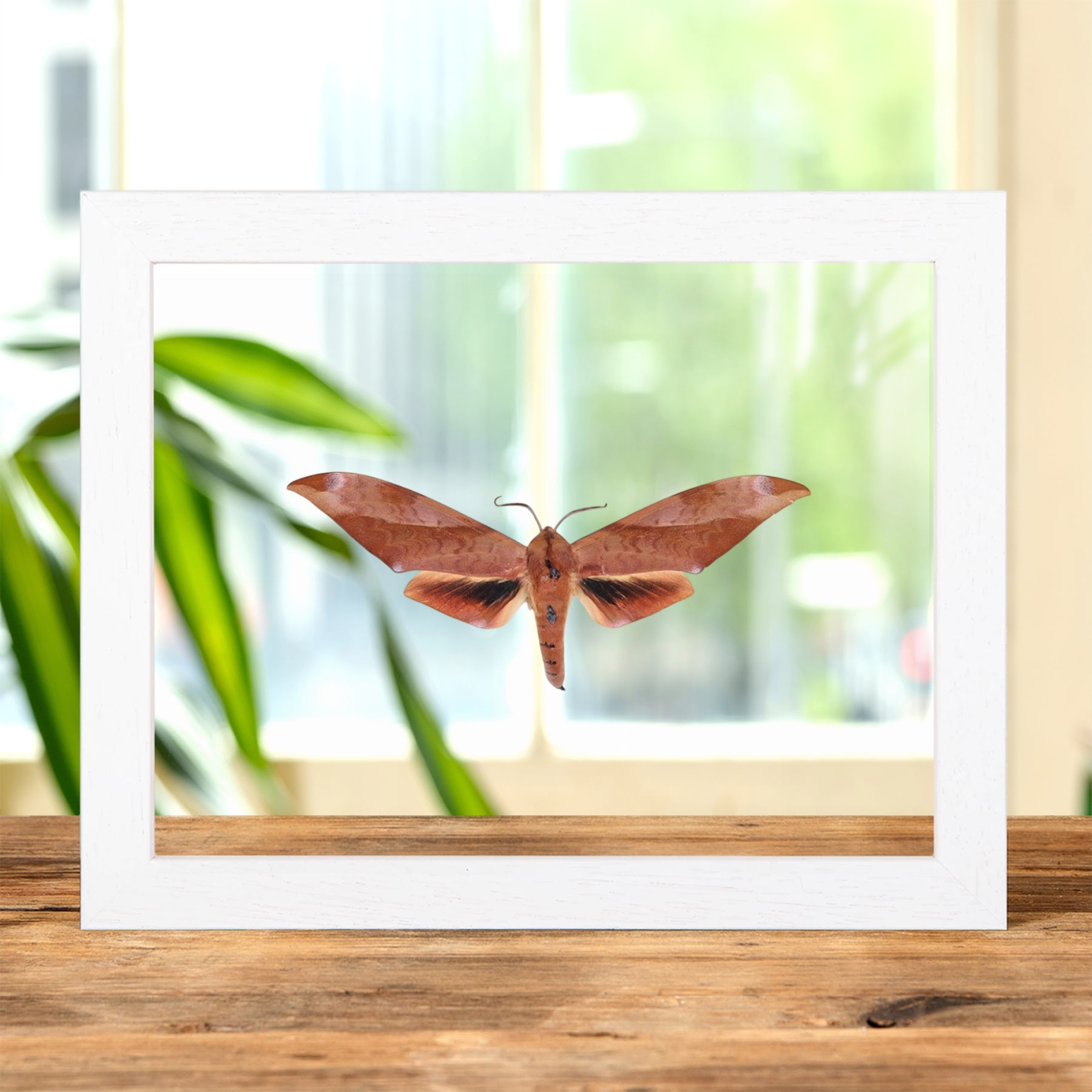 Scarce Velvet Hawkmoth In Clear Glass Frame (Clanis titan)