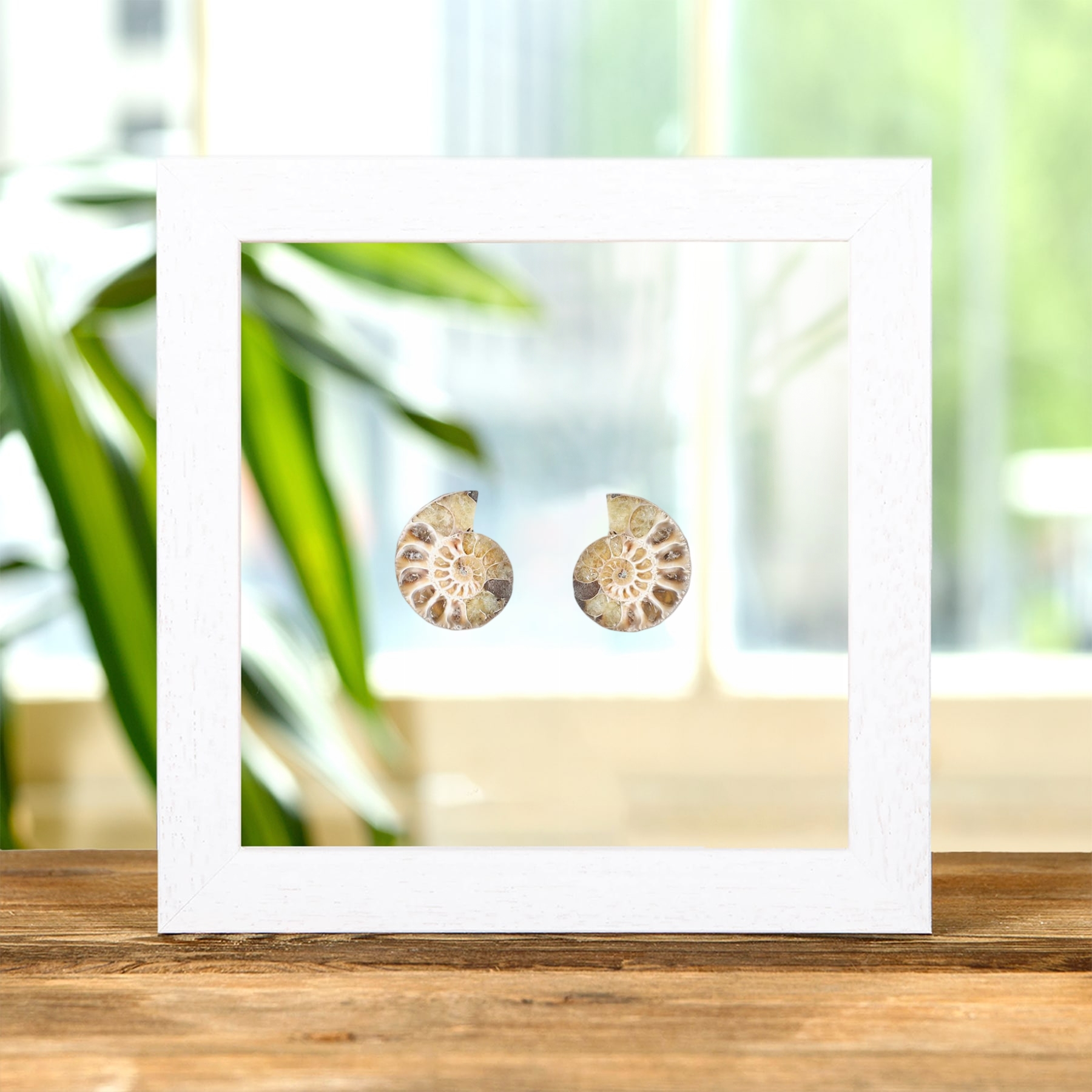 Small Ammonite Pair In Clear Glass Frame (Cleoniceras sp)