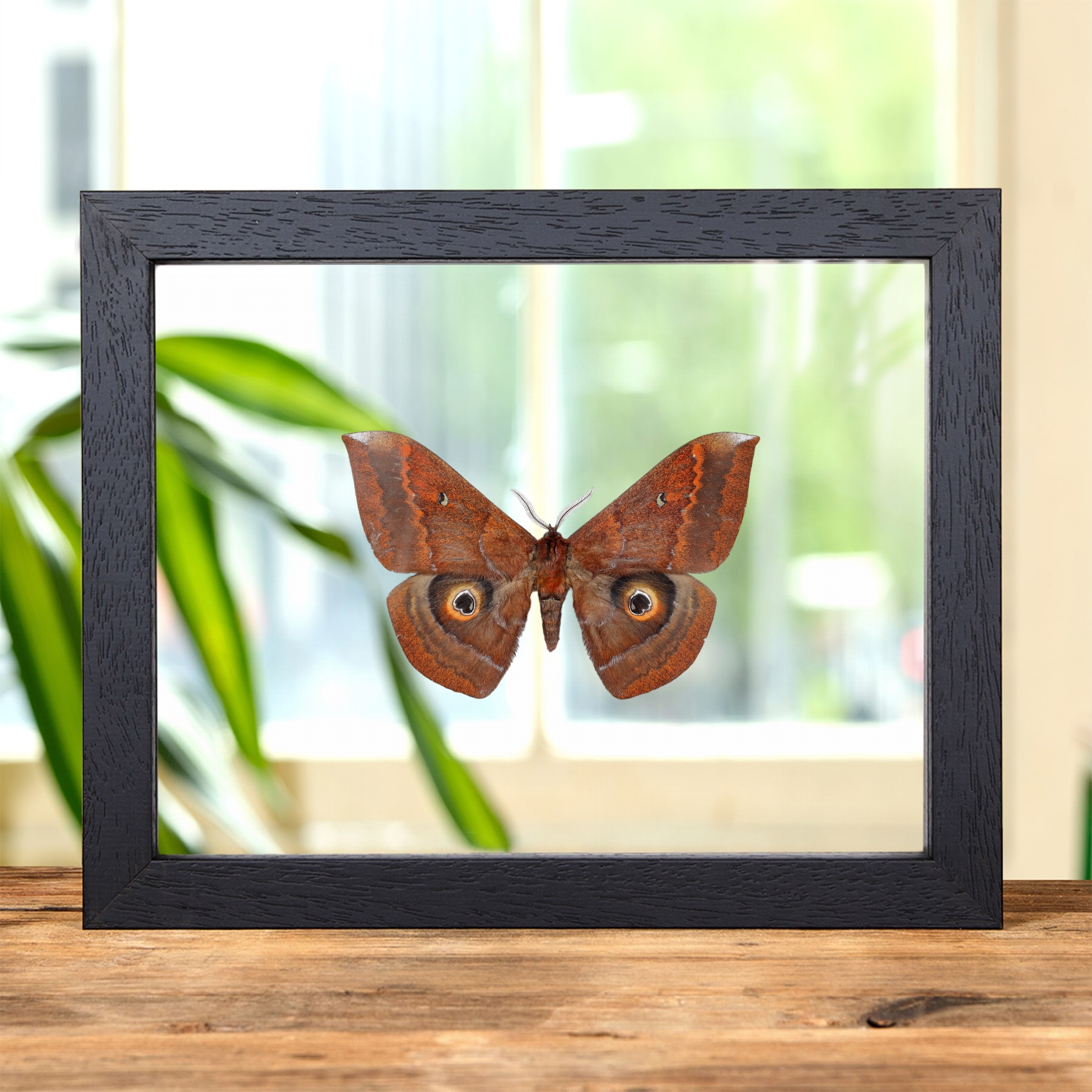 Giant Saturn Moth In Clear Glass Frame (Salassa thespis) Minibeast Giant Saturn Moth In Clear Glass Frame (Salassa thespis)