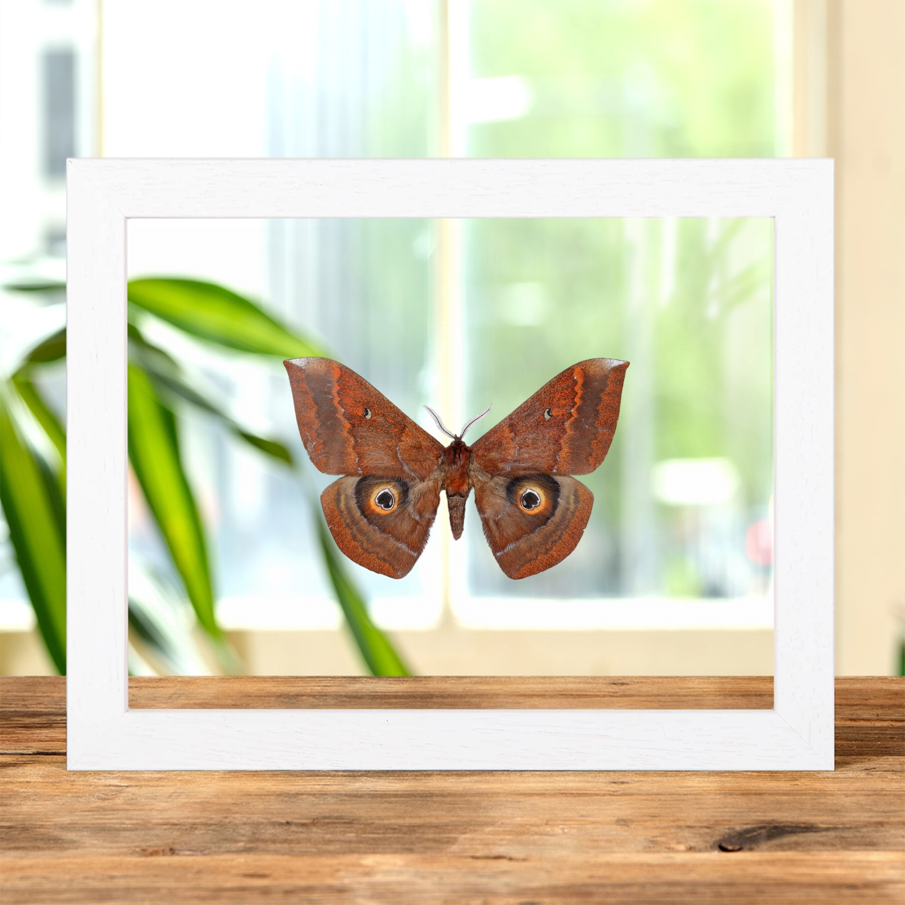 Giant Saturn Moth In Clear Glass Frame (Salassa thespis) Minibeast Giant Saturn Moth In Clear Glass Frame (Salassa thespis)