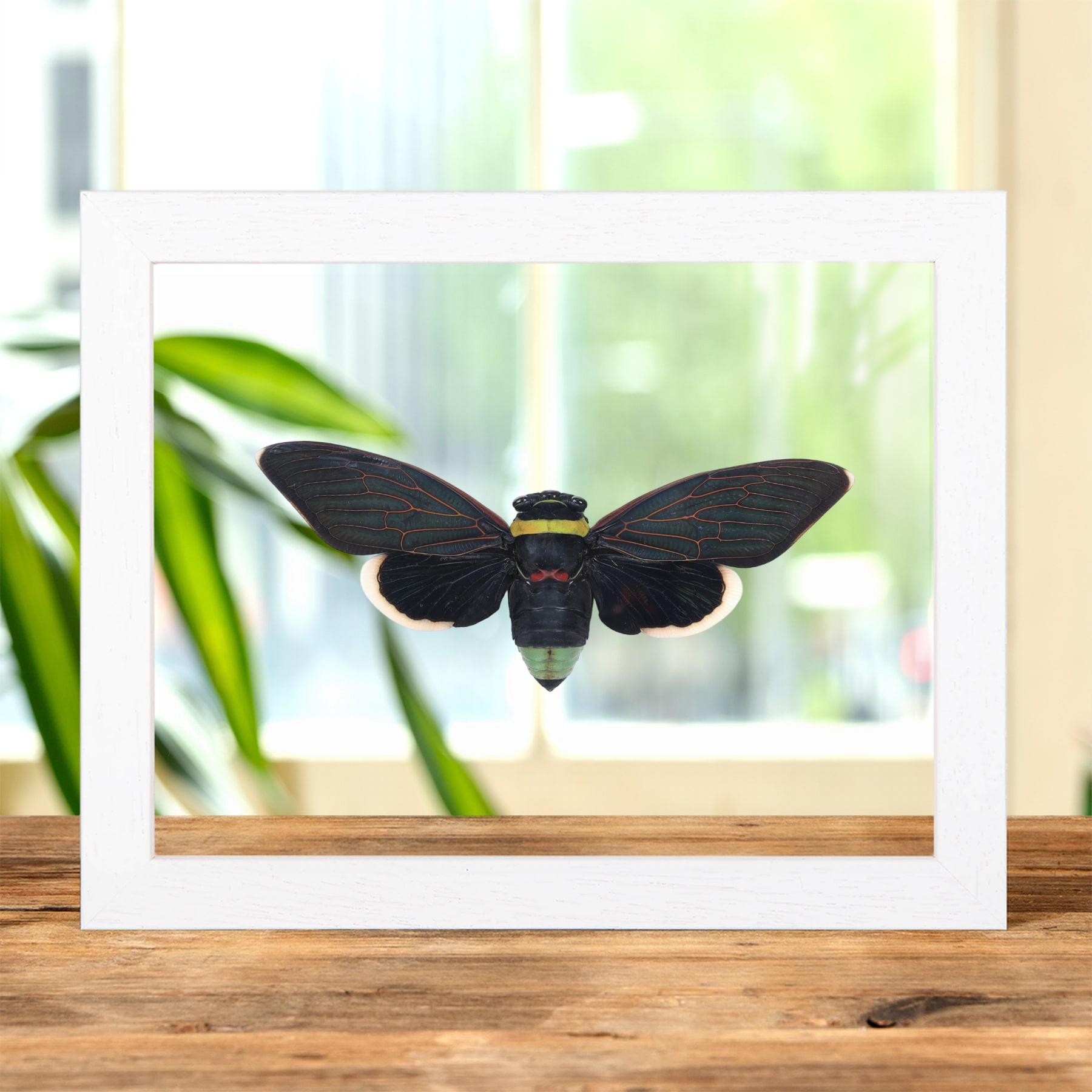 Giant Rainforest Cicada In Clear Glass Frame (Tacua speciosa)