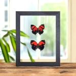 Minibeast Scarlet Leafwing Butterfly Male & Female Pair In Clear Glass Frame (Siderone galanthis)