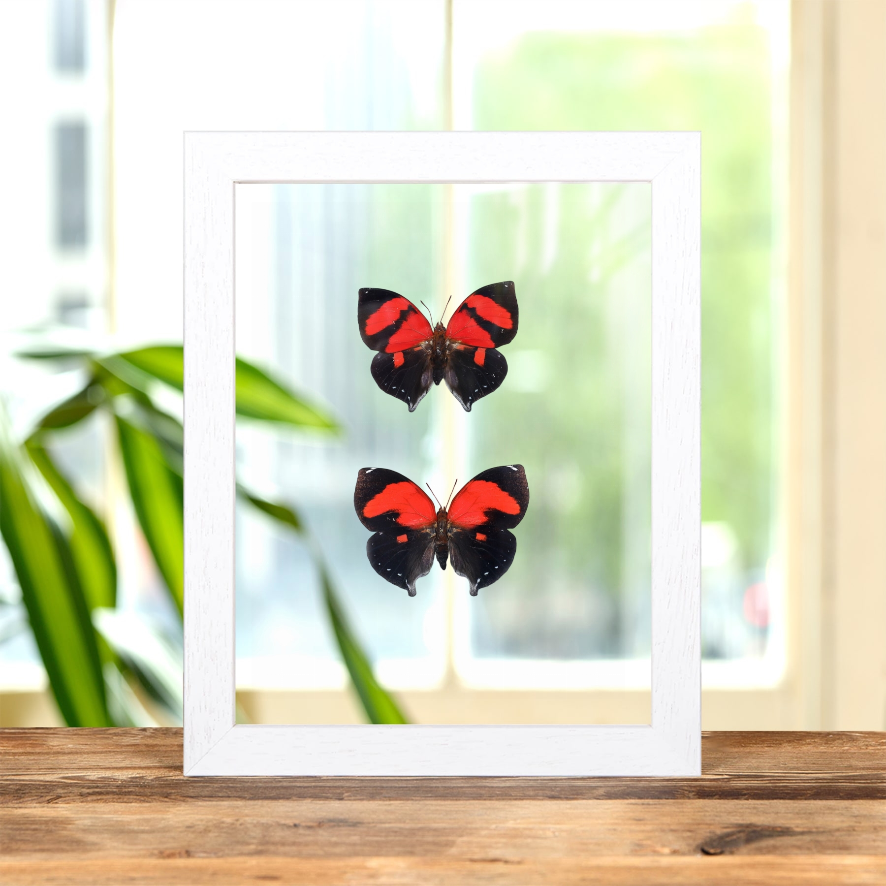 Scarlet Leafwing Butterfly Male & Female Pair In Clear Glass Frame (Siderone galanthis)