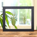 Minibeast Autumn Leaf Insect In Clear Glass Frame (Phyllium tobeloense)