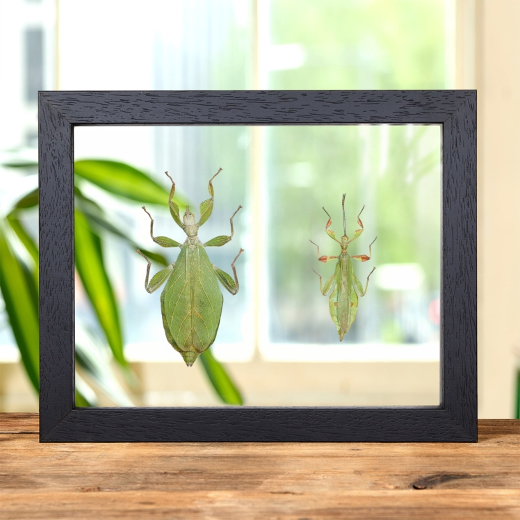 Autumn Leaf Insect In Clear Glass Frame (Phyllium tobeloense) Autumn Leaf Insect In Clear Glass Frame (Phyllium tobeloense)
