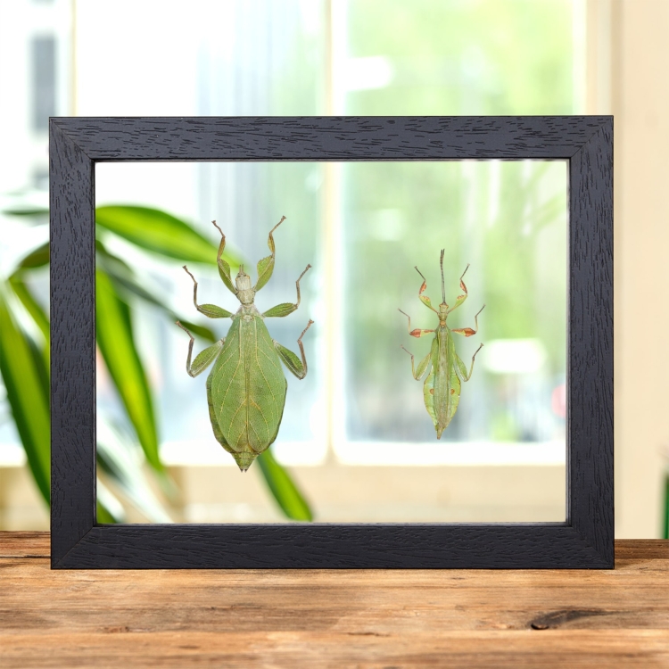 Autumn Leaf Insect In Clear Glass Frame (Phyllium tobeloense)