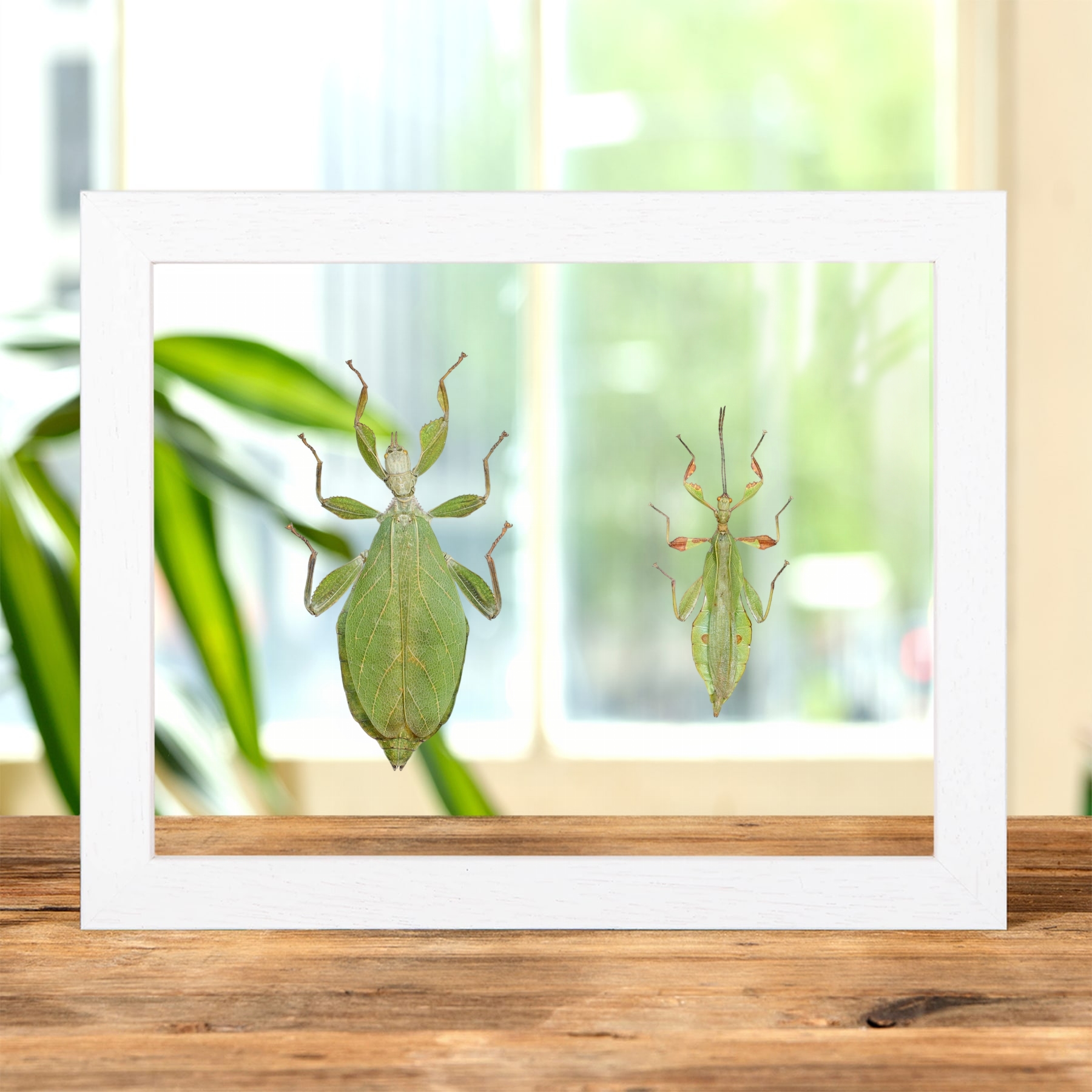 Autumn Leaf Insect In Clear Glass Frame (Phyllium tobeloense)