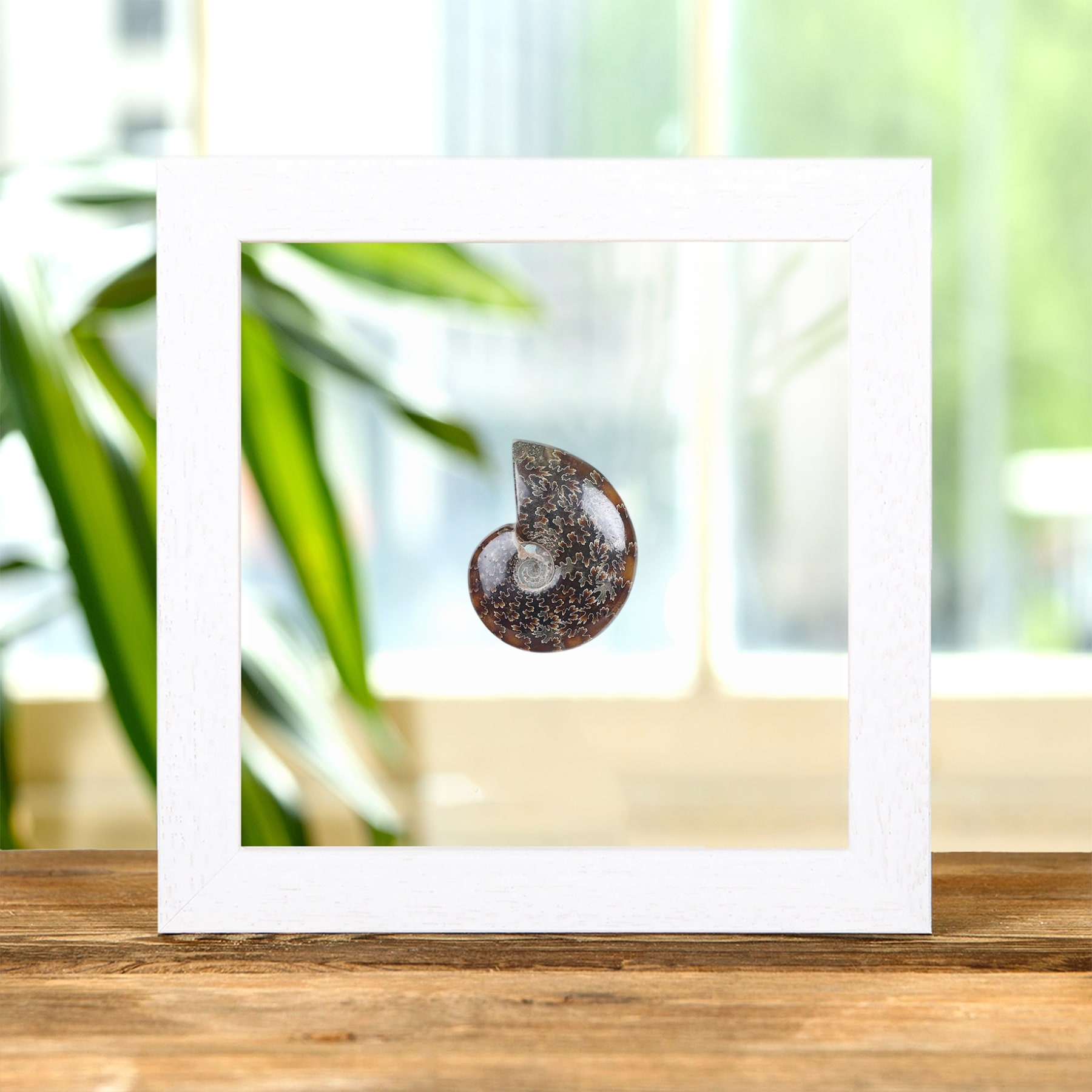 Whole Polished Ammonite Fossil In Clear Glass Frame (Cleoniceras sp)