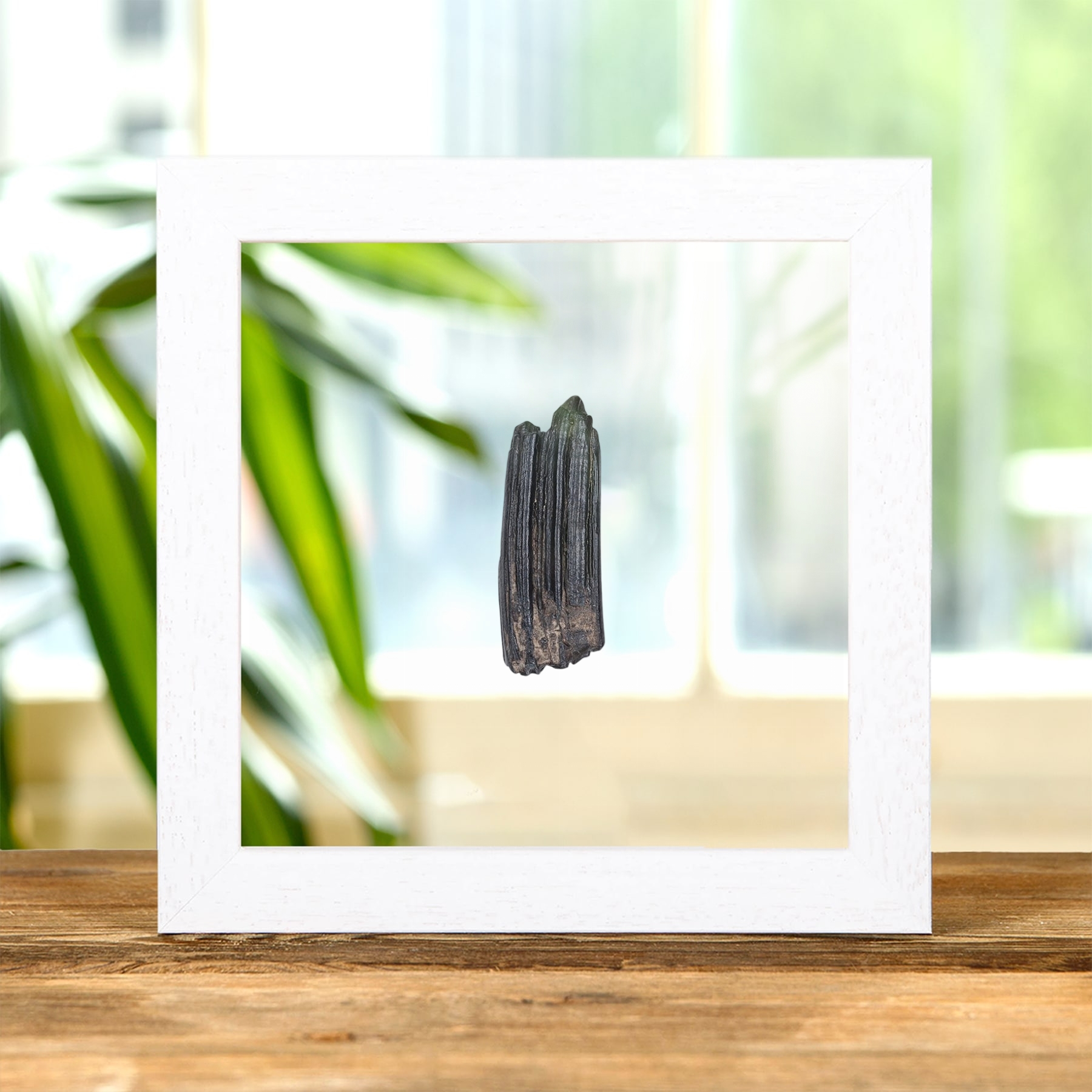 Horse Tooth Fossil In Clear Glass Frame (Equus sp) Horse Tooth Fossil In Clear Glass Frame (Equus sp)