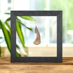 Minibeast Barbed Swordfish Dinosaur Tooth Fossil In Clear Glass Frame (Onchopristis sp)