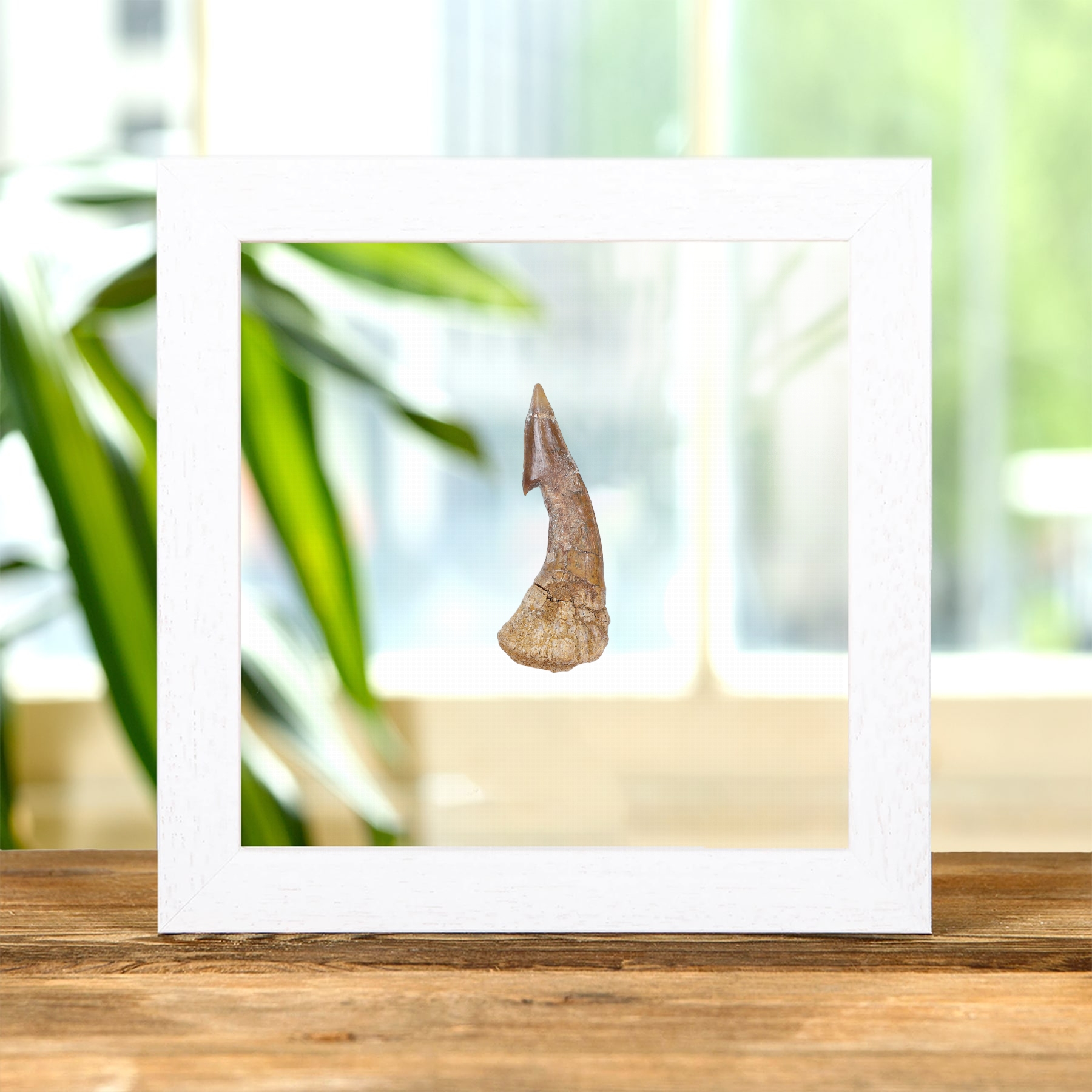 Barbed Swordfish Dinosaur Tooth Fossil In Clear Glass Frame (Onchopristis sp)