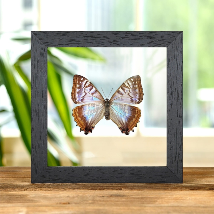 Rare Female Sulkowsky's Morpho Butterfly In Clear Glass Frame (Morpho sulkowskyi)