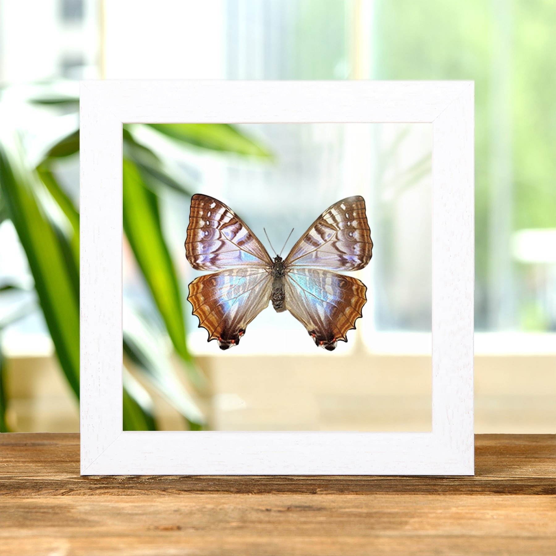 Rare Female Sulkowsky's Morpho Butterfly In Clear Glass Frame (Morpho sulkowskyi)
