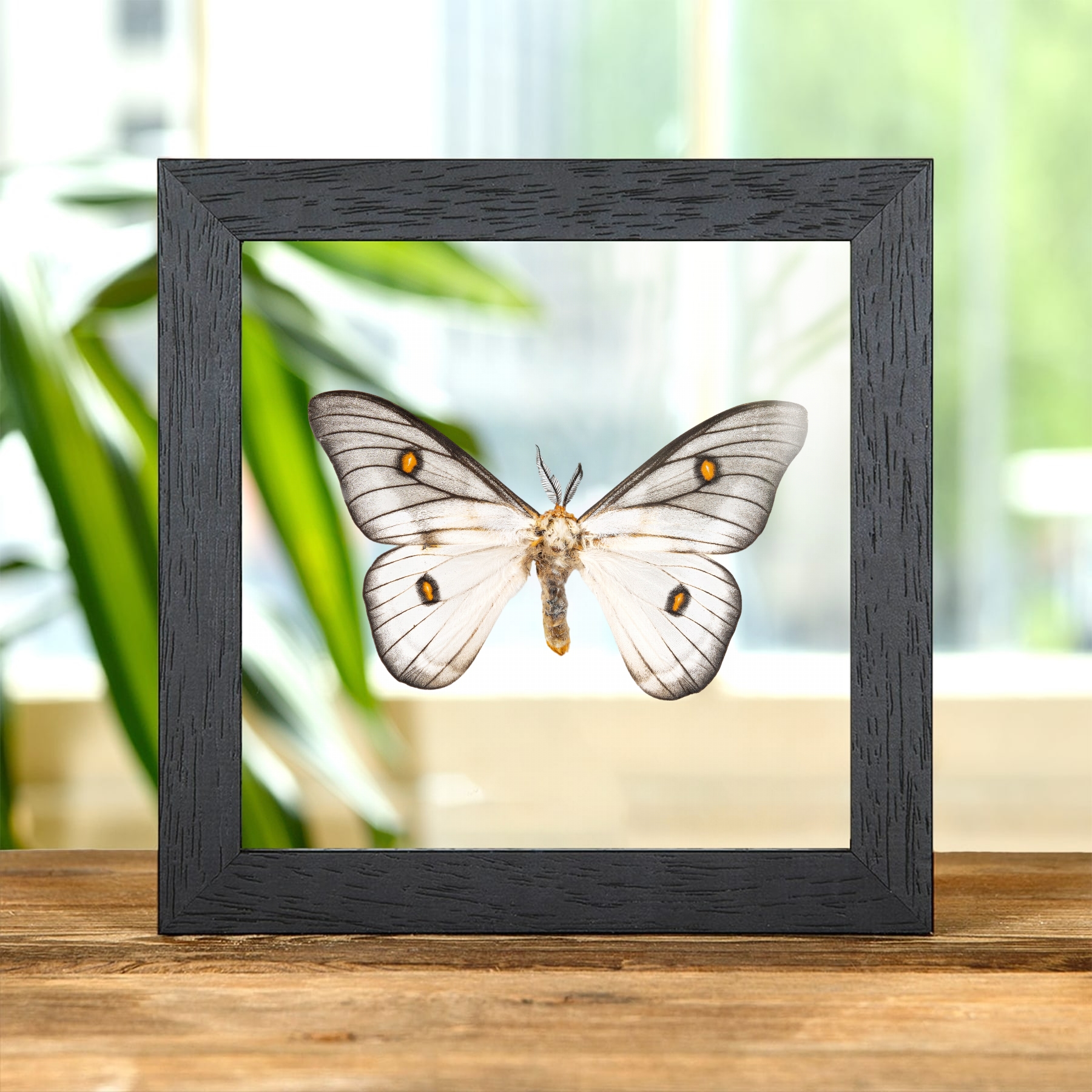 Ghostly Silkmoth In Clear Glass Frame (Ceranchia apollina) Minibeast Ghostly Silkmoth In Clear Glass Frame (Ceranchia apollina)