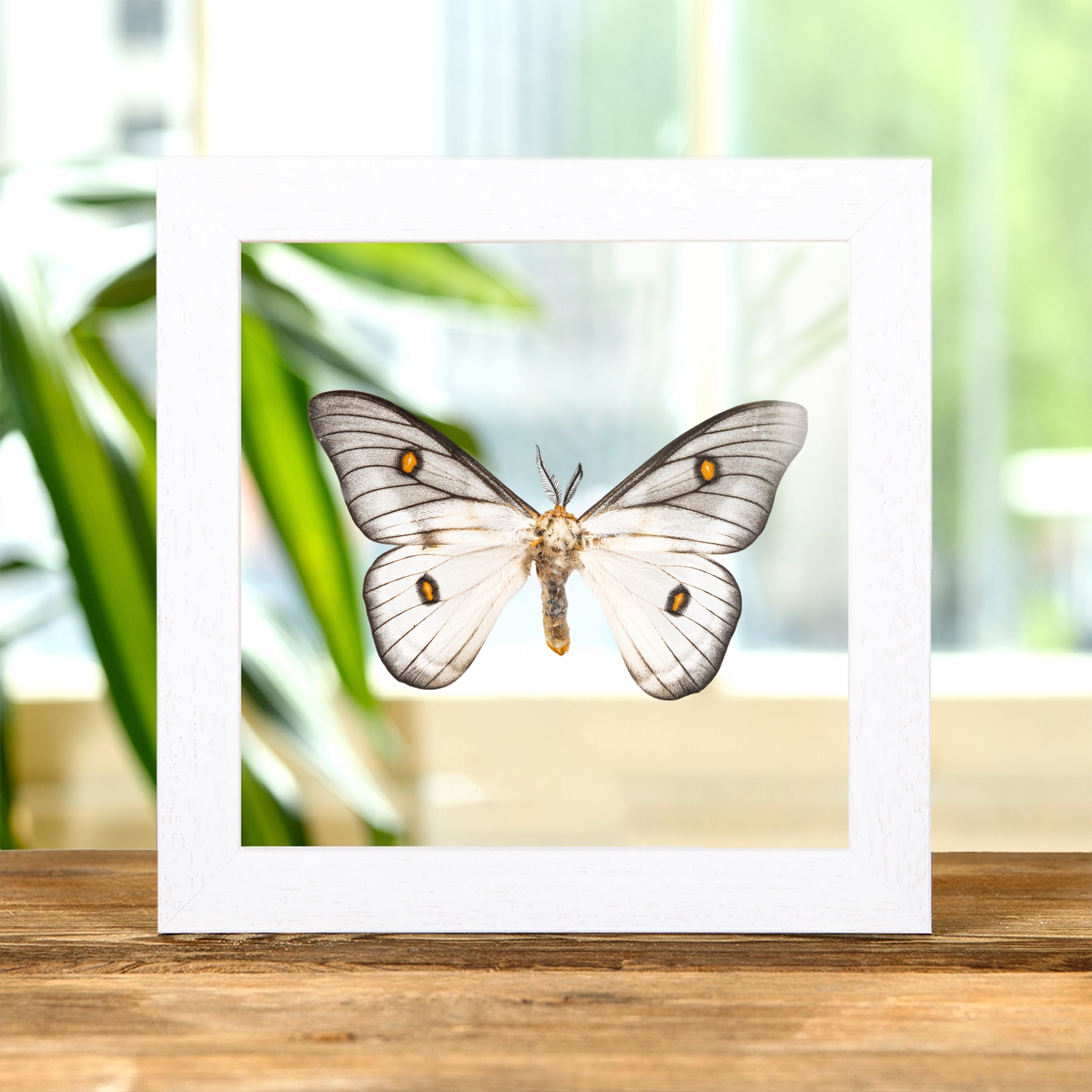 Ghostly Silkmoth In Clear Glass Frame (Ceranchia apollina) Minibeast Ghostly Silkmoth In Clear Glass Frame (Ceranchia apollina)