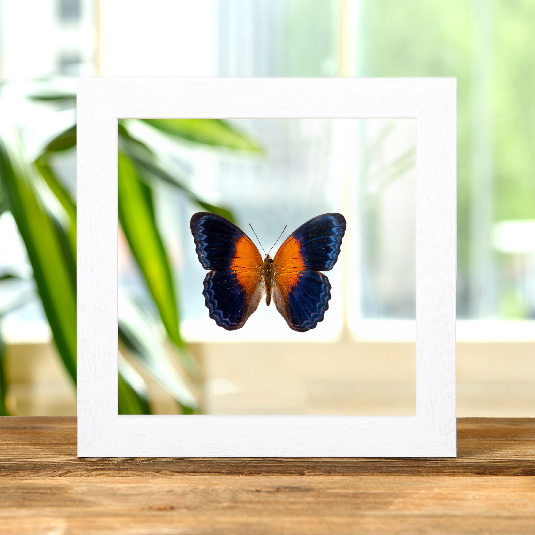 Cirrochroa regina paulowna In Clear Glass Frame from indonesia