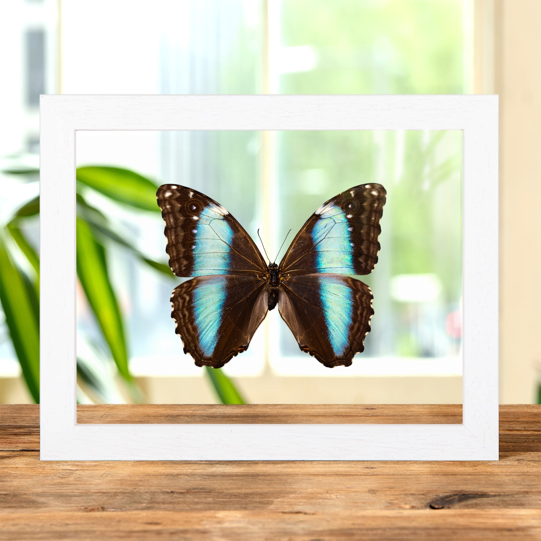 Female Deidamia Morpho Butterfly In Clear Glass Frame (Morpho deidamia)