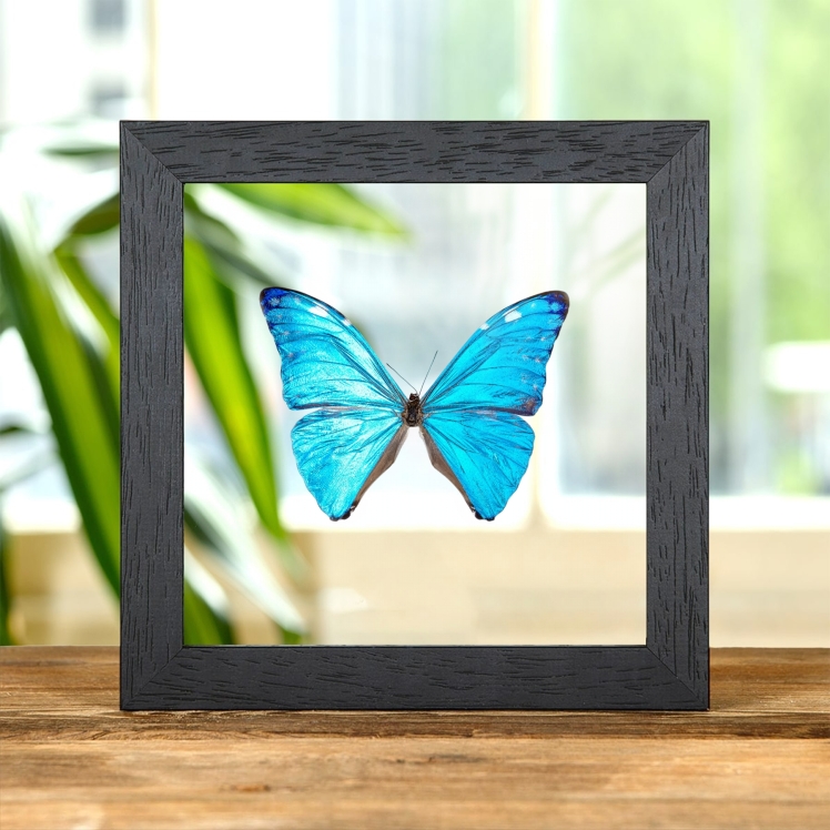 Adonis Morpho In Clear Glass Frame (Morpho marcus major)