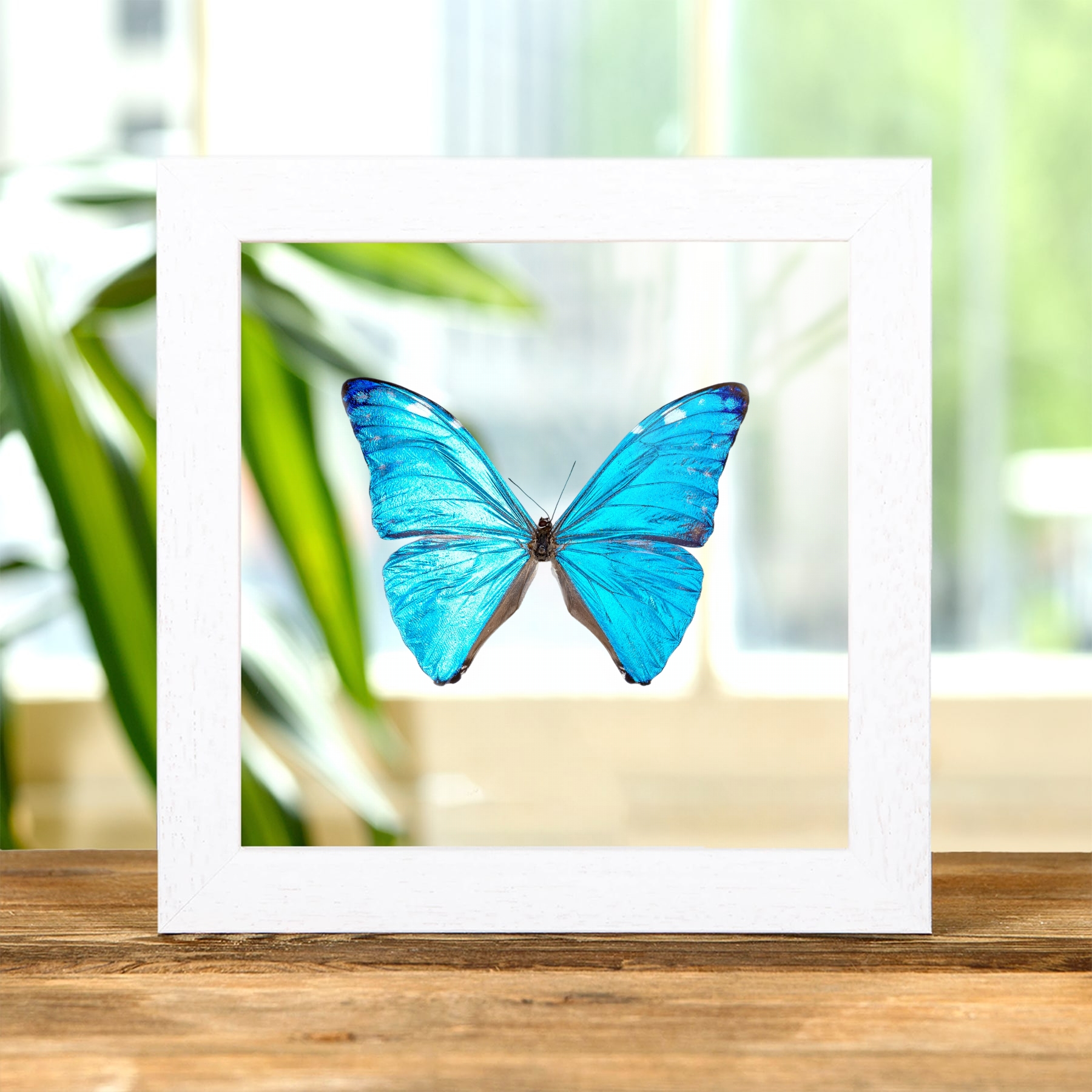 Adonis Morpho In Clear Glass Frame (Morpho marcus major)