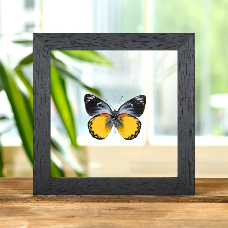 Delias Butterfly Ventral Side In Clear Glass Frame (Delias oraia bratana)
