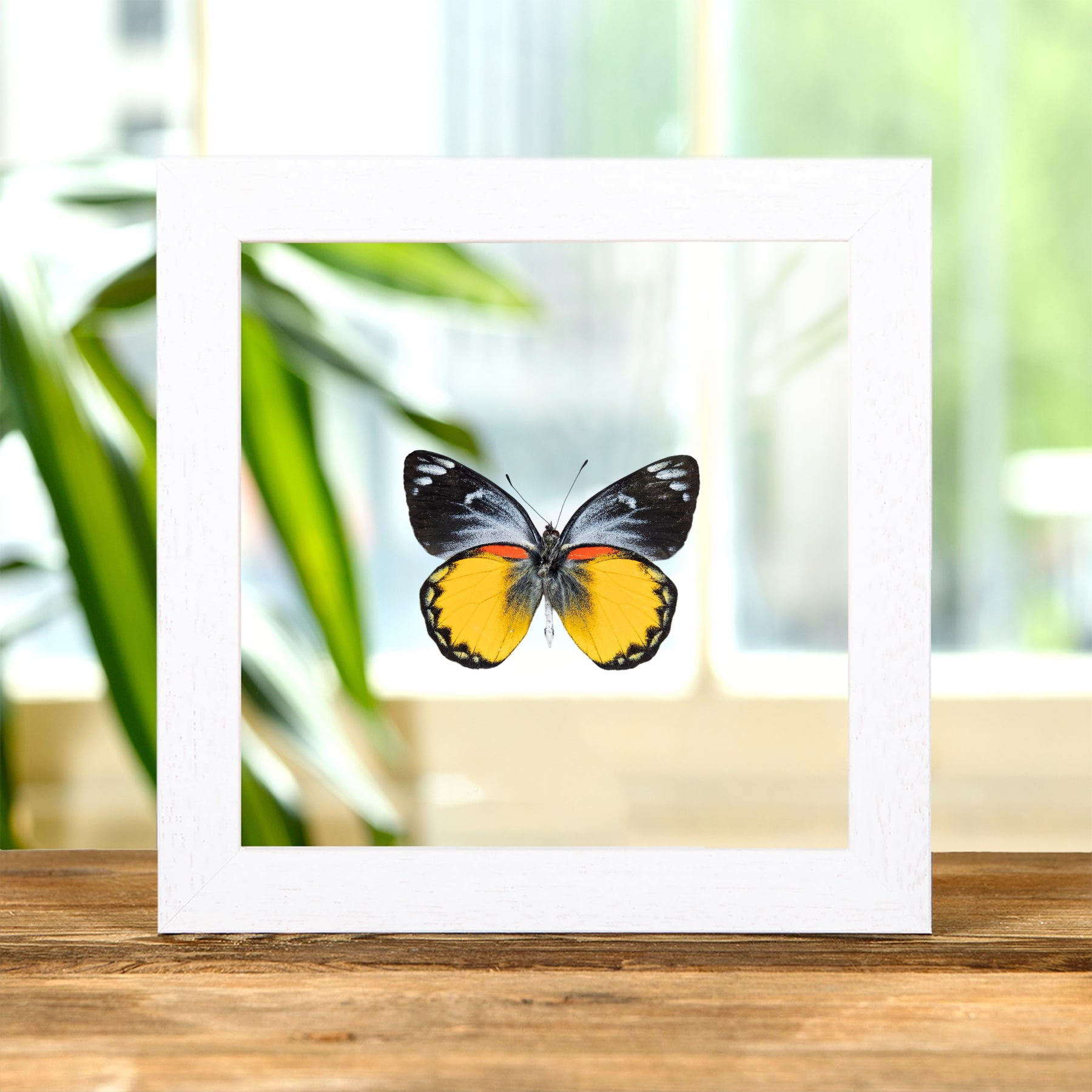 Minibeast Delias Butterfly Ventral Side In Clear Glass Frame (Delias oraia bratana)