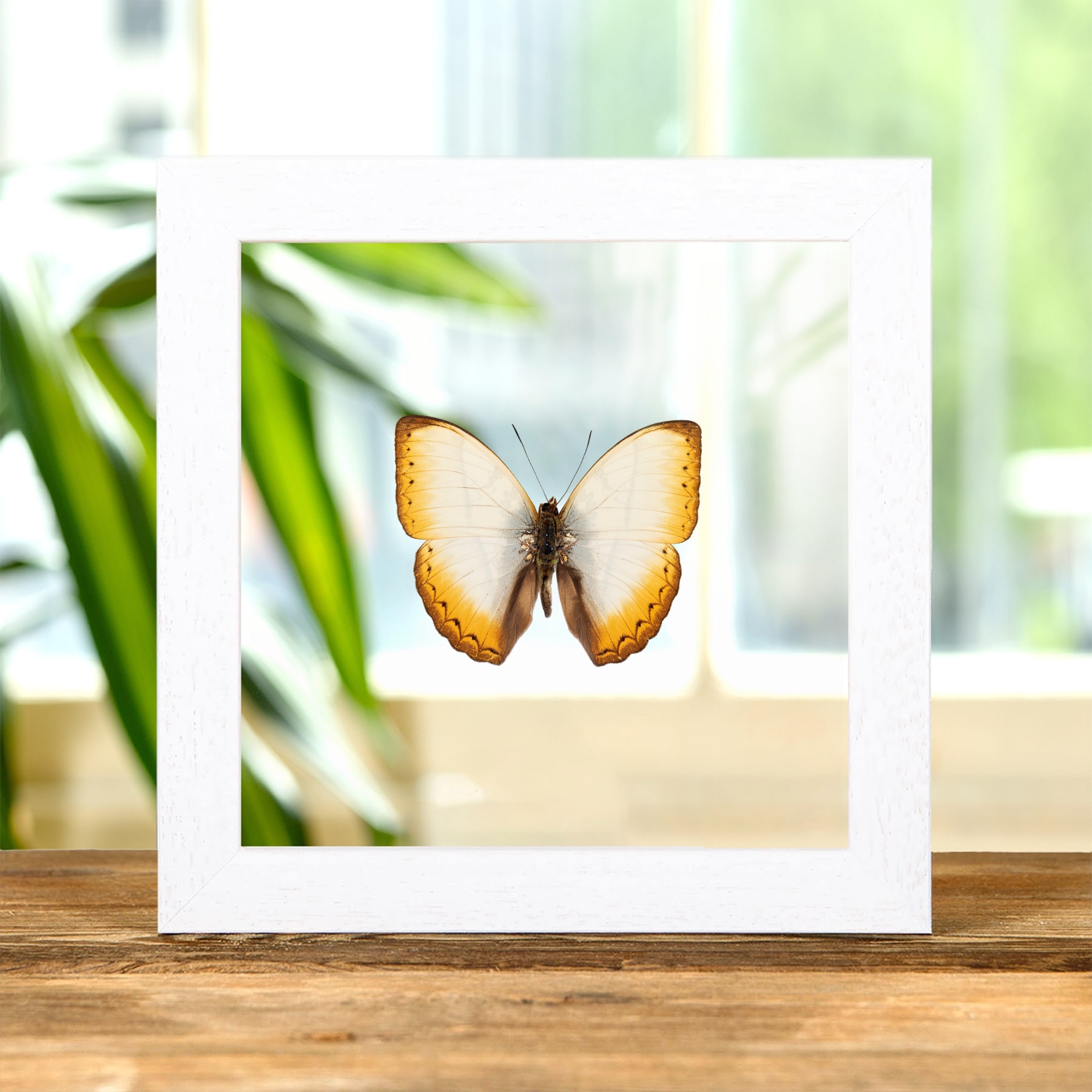 Reinhold's Creamy Glider Butterfly In Clear Glass Frame (Cymothoe reinholdi vitalis)