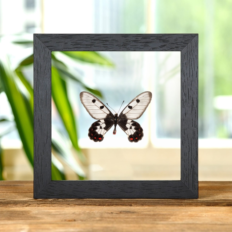 The Clearwing Swallowtail Butterfly In Clear Glass Frame (Cressida cressida)