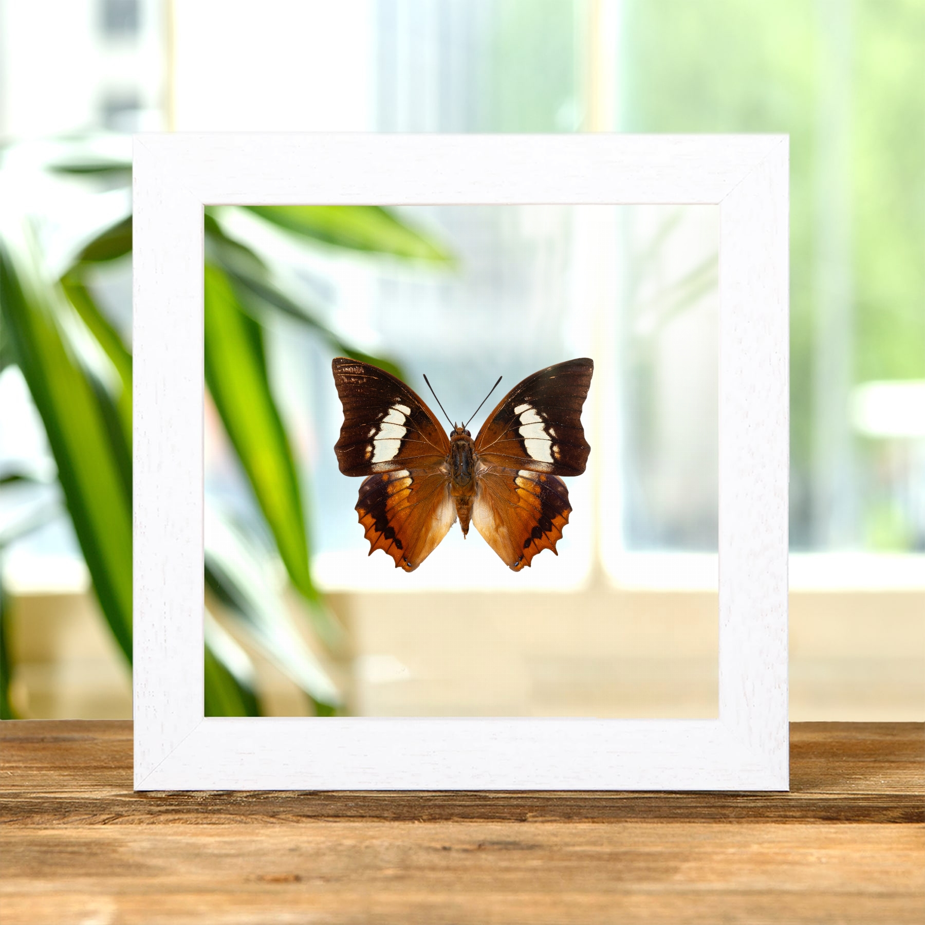 The Tawny Rajah Butterfly In Clear Glass Frame (Charaxes bernardus hierax)